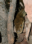 Olive Python