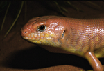Night Skink
